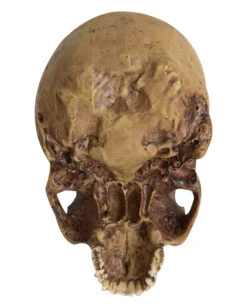 Antiker Totenschädel Ohne Unterkiefer 19cm -Halloween Lieferungen antiker totenkopf ohne unterkiefer antiker totenschaedel ohne unterkiefer gothic deko 53262 04