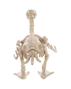 Skelett Baby Ente 19cm 6 Skelett Baby Ente 19cm -Halloween Lieferungen baby skelett ente skeleton baby duck halloween duck 52639 02