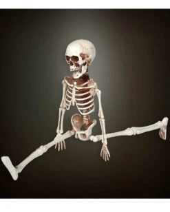 Bewegliches Skelett Gerippe 40cm 7 Bewegliches Skelett Gerippe 40cm -Halloween Lieferungen bewegliches skelett 40cm posable skeleton 40cm halloween deko skelett deko 52010 03