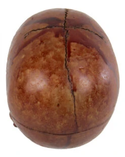 Blutiger Skull Mit Beweglichem Kiefer -Halloween Lieferungen blutiger totenkopf mit beweglichem kiefer halloween skelett dekoration totenschaedel blutig 28818 3