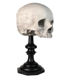 J. DOE Totenschädel Auf Sockel 20cm -Halloween Lieferungen j doe totenkopf auf sockel j doe totenschaedel auf sockel j doe skull plinth gothic homware 54857 01