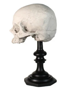 J. DOE Totenschädel Auf Sockel 20cm -Halloween Lieferungen j doe totenkopf auf sockel j doe totenschaedel auf sockel j doe skull plinth gothic homware 54857 02