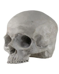 J. DOE Totenschädel 17cm 6 J. DOE Totenschädel 17cm -Halloween Lieferungen j doe totenkopf j doe totenschaedel ghotic totenkopf gothic wohnaccessoire gothic homware 54856 02