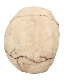 Kleiner Grinsender Totenkopf 12cm -Halloween Lieferungen kleiner grinsender totenschaedel small joker skull totenkopf dekoration gothic deko 50730 05