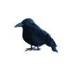 Kleiner Schwarzer Rabe 9 Cm -Halloween Lieferungen kleiner schwarzer rabe 12cm 37821