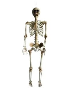 Positionierbares Halloween Skelett 160cm 7 Positionierbares Halloween Skelett 160cm -Halloween Lieferungen lebensgrosses halloween skelett 160cm lifesize poese hold skeleton halloween und horror deko 53537 2