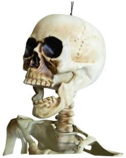 Positionierbares Halloween Skelett 160cm 8 Positionierbares Halloween Skelett 160cm -Halloween Lieferungen lebensgrosses halloween skelett 160cm lifesize poese hold skeleton halloween und horror deko 53537 3