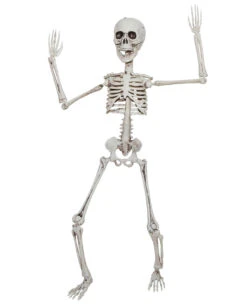 Positionierbares Knochengerippe 50cm