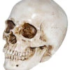 Realistischer Kunststein Totenkopf -Halloween Lieferungen realistischer kunststein totenschaedel halloween totenkopf realistic resin skull 38410
