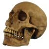 Realistischer Totenschädel Polyresin 2 Realistischer Totenschädel Polyresin -Halloween Lieferungen realistischer totenkopf realistischer totenschaedel realistic skull halloween dekoration 17599