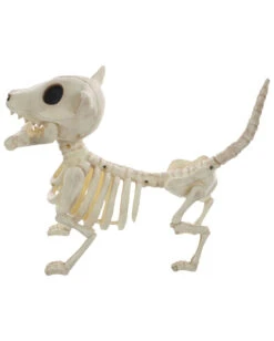 Hunde Skelett Mit Knochen 27cm 7 Hunde Skelett Mit Knochen 27cm -Halloween Lieferungen skelett hund mit knochen hunde skelett mit knochen skeleton dog with bone 52641 03