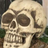 Totenschädel 32cm -Halloween Lieferungen totenkopf 32cm totenschaedel halloween dekoration skull decoration 35978