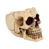 Realistische Totenschädel Schale Mit Offener Schädeldecke -Halloween Lieferungen totenschaedel schale mit offener schaedeldecke realistic skull mug morbide gothic deko halloween deko totenschaedel 39289