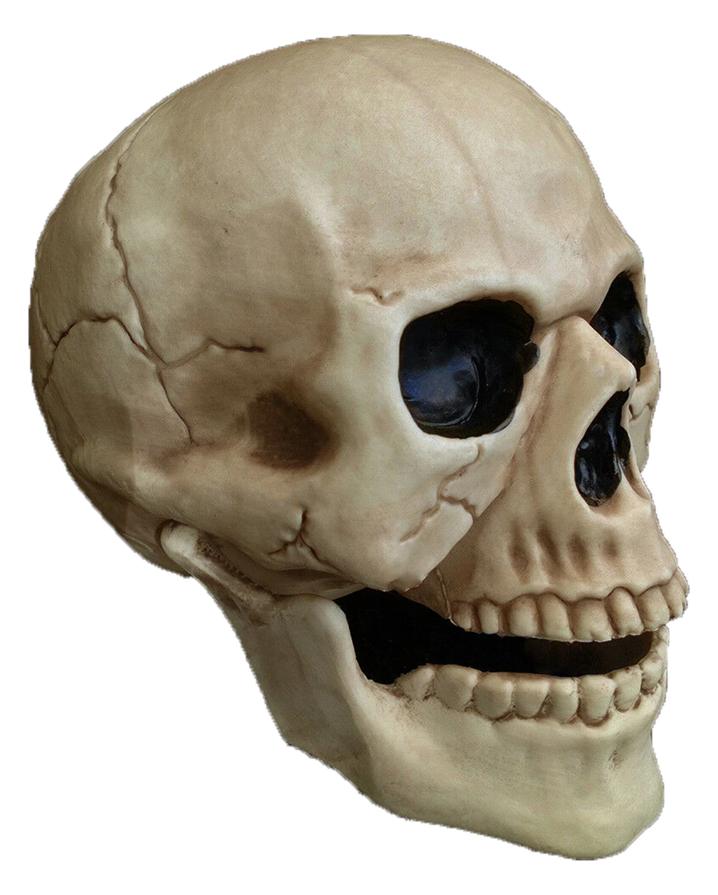 Wetterfester Totenschädel Mit Beweglichem Kiefer 20cm 4 Wetterfester Totenschädel Mit Beweglichem Kiefer 20cm – Bild 2
