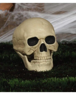 Wetterfester Totenschädel Mit Beweglichem Kiefer 20cm 7 Wetterfester Totenschädel Mit Beweglichem Kiefer 20cm -Halloween Lieferungen wetterfester totenkopf mit beweglichem kiefer weatherproof skull with moveable jaw halloween totenschaedel 53405 04